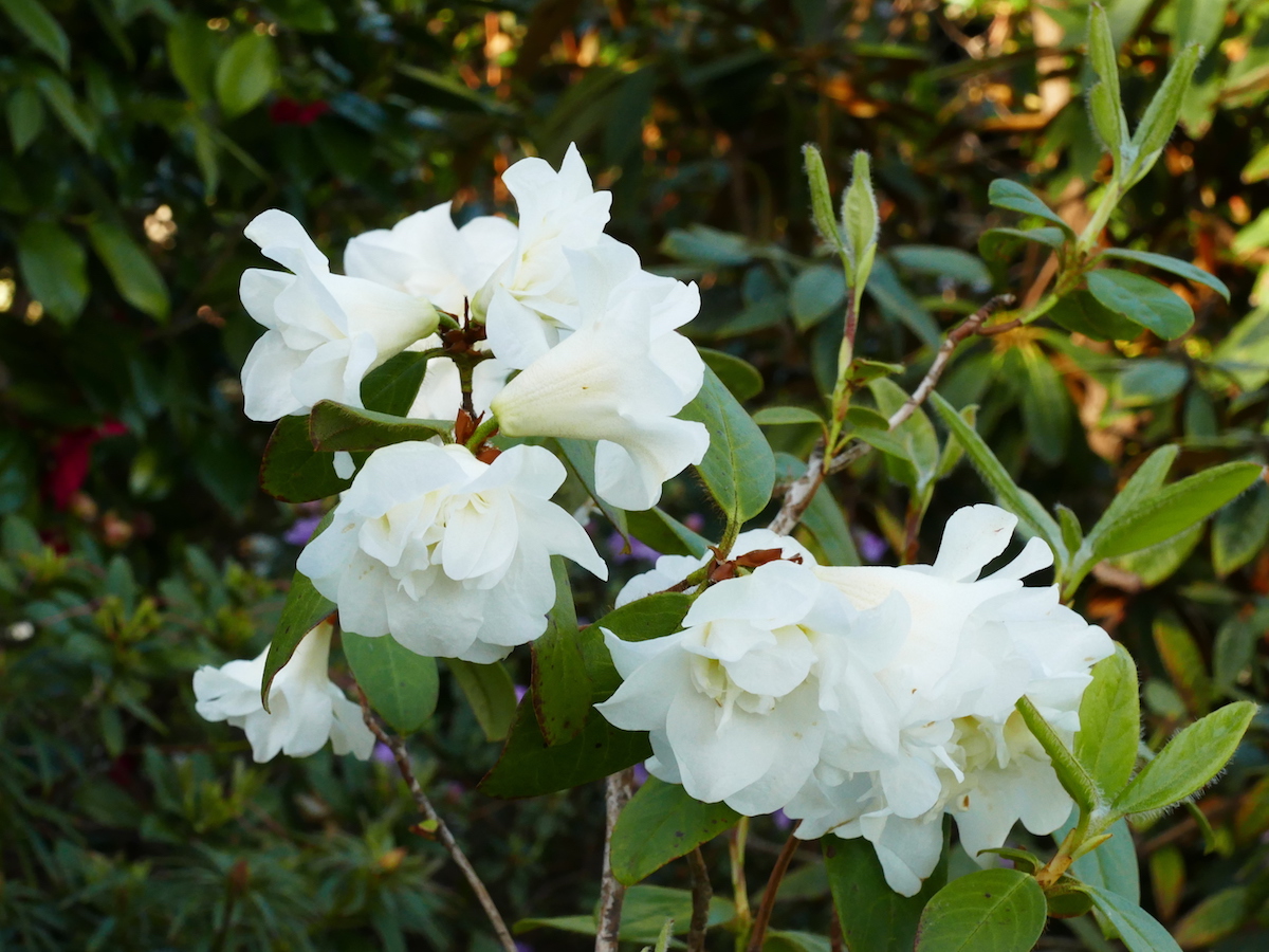 R. johnstoneanumDouble Diamond